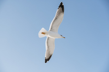 Seagull flight in a bright blue sky