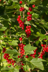 Red currant on the branch with green leaves closeup