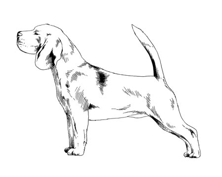 pedigree dog drawn in ink by hand on a white background