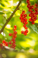 Red currant on the branch in sunlight closeup