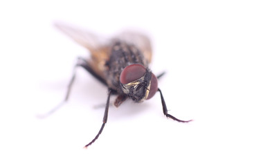 Housefly