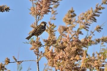 Spanish sparrow (Passer hispaniolensis), Greece