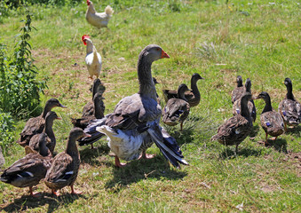 mum duck walks the young ducklings