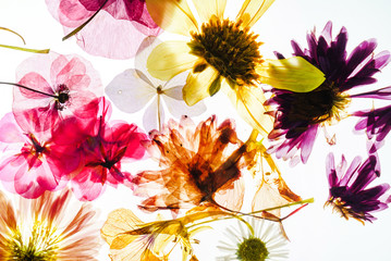 floral background on white