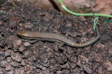 Kleine Mauereidechse, Podarcis muralis