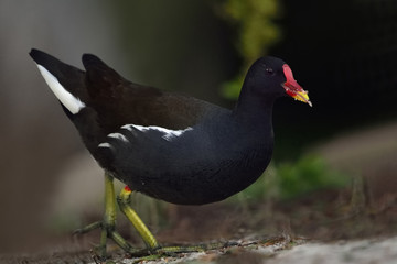 Obraz premium Moorhen (Gallinula chloropus), Crete, Greece