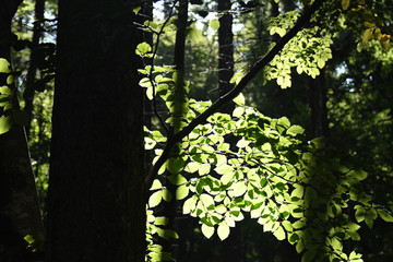 Licht und Schatten