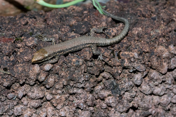 Fototapeta premium Kleine Mauereidechse, Podarcis muralis