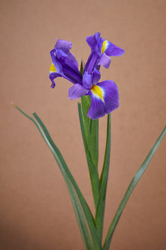 nice iris flower