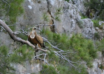 Griffon Vulture (Gyps fulvus), Crete, Greece