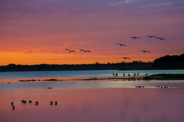 Fototapeta premium Sandhill cranes arriving to roost at sunset