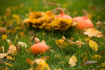 orange pumpkins  in the garden