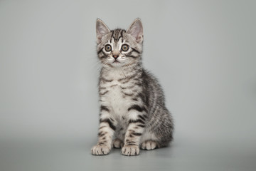Gray little striped kitten on a studio background.