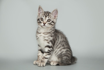 Fototapeta na wymiar Gray little striped kitten on a studio background.