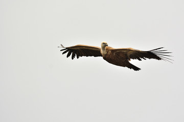 Griffon Vulture (Gyps fulvus), Crete, Greece