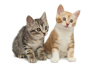 Fototapeta na wymiar Gray and red small kittens isolated on white background.