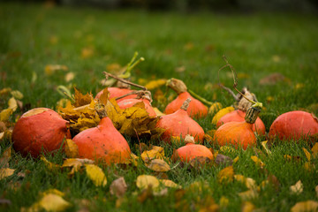 orange pumpkins and yellow boots in the garden