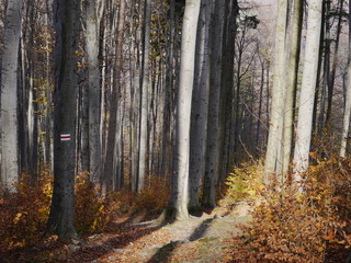 las bukowy jesienią