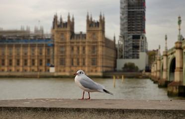 Londyn, Wielka Brytania, na pierwszym planie mewa, w tle niewyraźna Tamiza, most i budynek parlamentu, lekka posteryzacja - obrazy, fototapety, plakaty