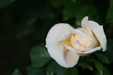 Obraz premium Lions-Rose is also called Champagne Moment or Lion's Fairy Tale. It was bred by Tim Herman Kordes and is a white, near white or white blend Floribunda.