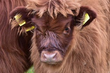 Highland cattle - Scottish cattle breed