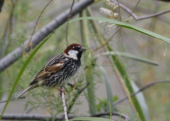 Spanish sparrow (Passer hispaniolensis), Greece