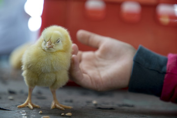 Kinderhand und K&uuml;ken