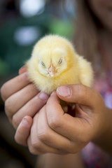 Kinderhand und Küken