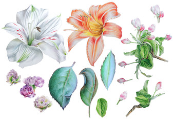 Set with flowers. Lily. Alstroemeria. Blossom. Leaves. Watercolor illustration. Hand drawn.