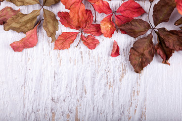 Naklejka na ściany i meble Autumn background with copy space available. Red colored leaves on white wooden background