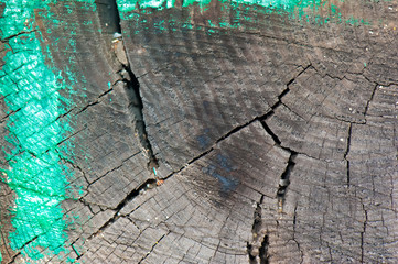  Front view of dark grey and turquoise color  old timber texture or background. Copy space. Place...