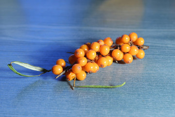 Sea buckthorn berries. Hippophae rhamnoides branch with fruits on blue table.
