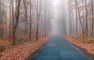 Road in the autumn beechwood