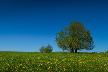 Fototapeta na wymiar Green tree on a meadow with green grass and clear blue sky