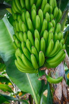 Banano