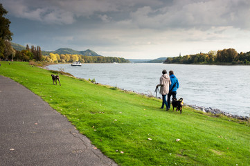 Fototapeta premium Spaziergang mit Hunden am Rhein vor Siebengebirge 
