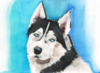 Christmas artistic wonderful bright holiday winter wild siberian husky dog on blue background watercolor hand illustration. Perfect for textile, wallpapers, backgrounds and greetings cards