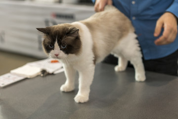 Cat with blue eyes on a gray table