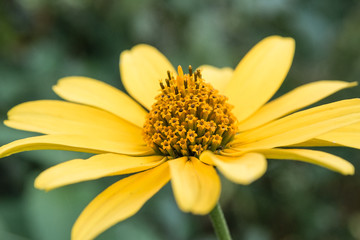 Rudbeckia flower