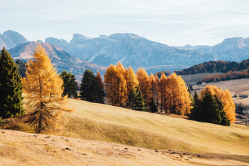 Lovely  yellow larches in sunlight. Location place Dolomiti, Compaccio village, Alpe di Siusi, Province of Bolzano - South Tyrol, Italy, Europe.