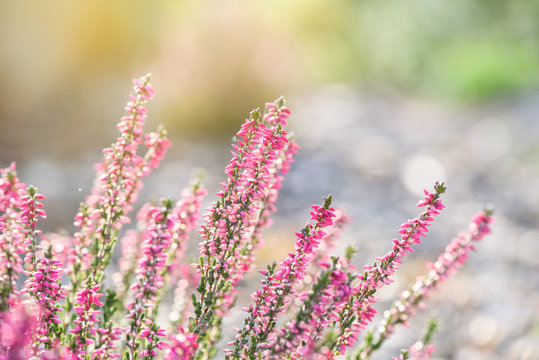 Heather flowers. Bright natural background. 