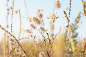 Fototapeta premium wild fragile plant on a white backgrounds