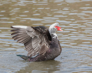 Muscovoy Duck