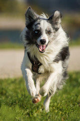 Rennender Border Collie
