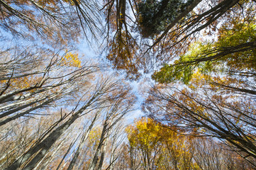 Faggeta con i colori del foliage fotografata dal basso