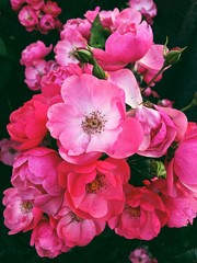 close up of small pink roses