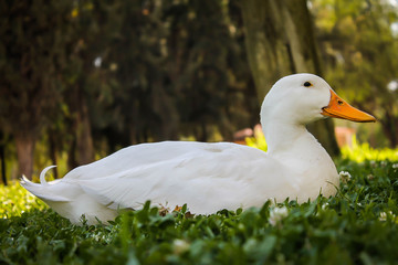 White Duck in Garden