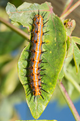 Large orange and gray Gulf Fritillary butterfly caterpillar on a Passionflower leaf