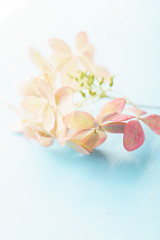 hydrangea flowers on the blue background