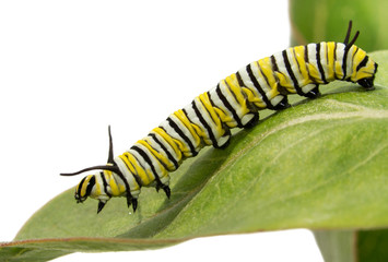 Fototapeta premium Trzecia instancja Monarch gąsienica na liściu Milkweed, widok z boku